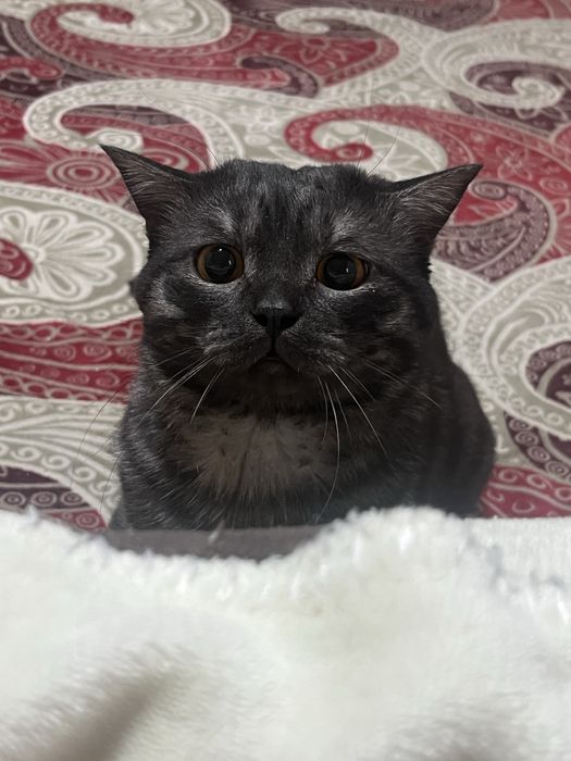 Отдадим кота в хорошие руки