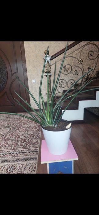 Сансеверия очень красивия, неприхотливая растения