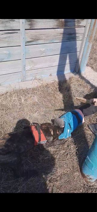 Профессиональная дрессировка собак