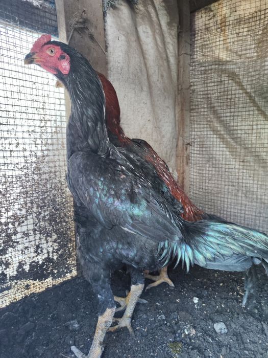 Петух бойцовый черный Тайго