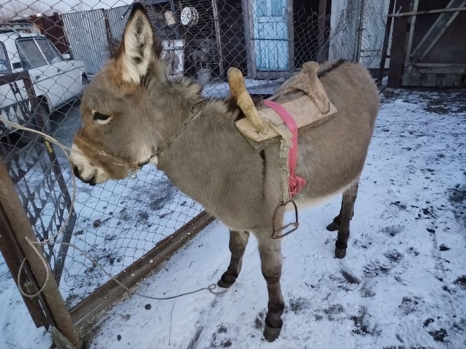 Продам ослика!!!