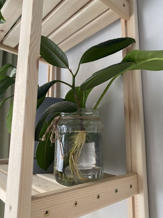 Стеллаж с растениями