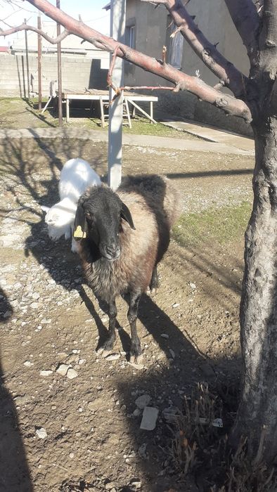 Қои сатылады жем жеп тұрған