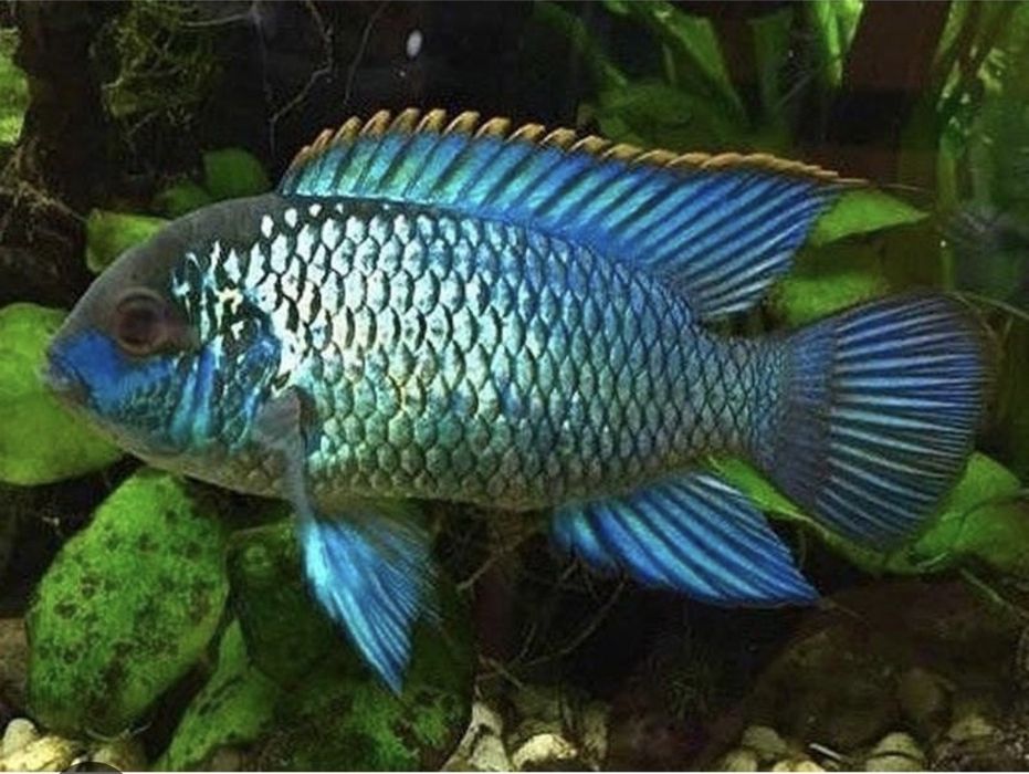 Electric Blue Acara Adult