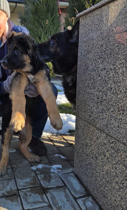 Немецкая Овчарка. 3 месяца кабель.