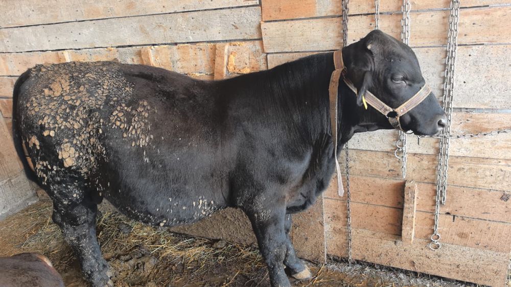 Tauras Angus  varsta 6 luni