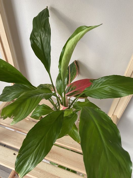 Стеллаж с растениями