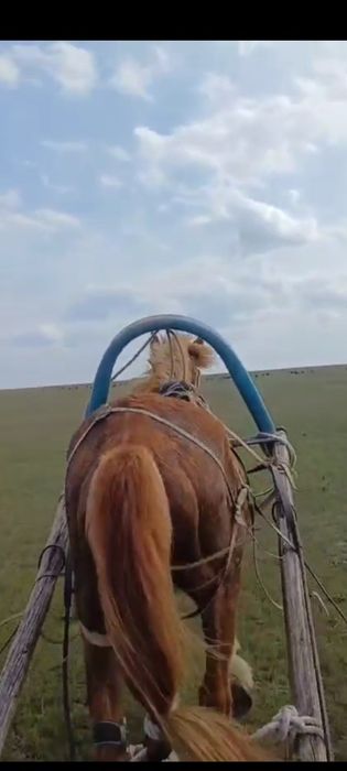 Құнан сатыдағы ..