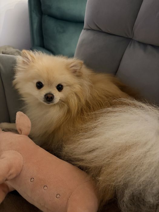 PetHotel Premium, servicii de cazare animale, caini