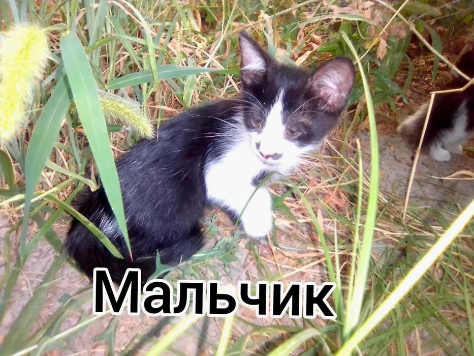 Котята даром в добрые руки