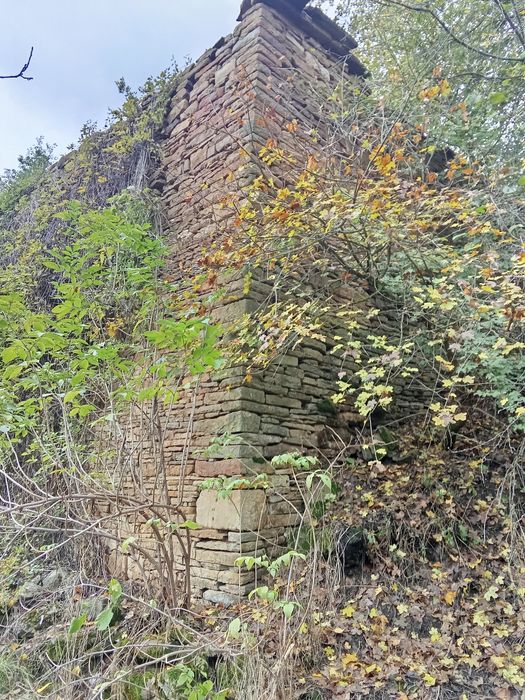 Продавам камани от сайвана