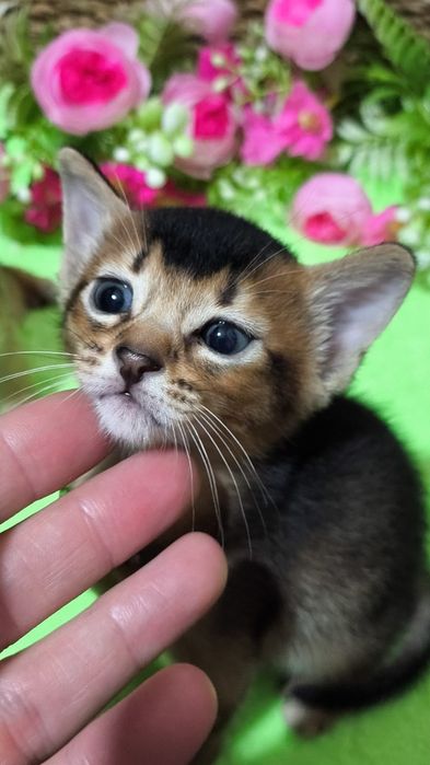 Порода Абиссинцев ( под резерв и готовые )