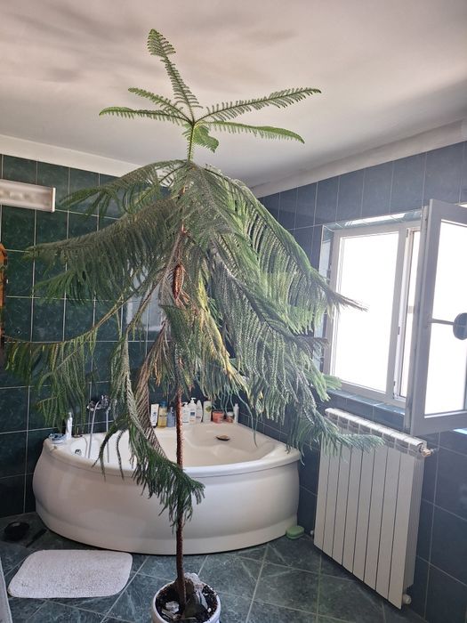 Vând conifer ornamental in ghiveci  Înălțime 2,30 metri