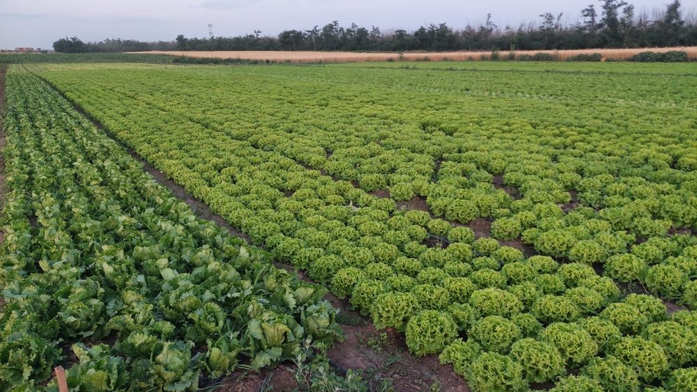 Salata verde creată