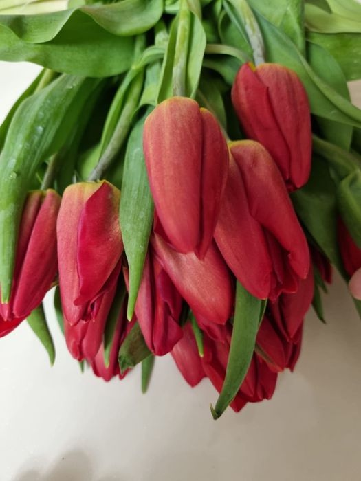 Тюльпаны 700 тенге