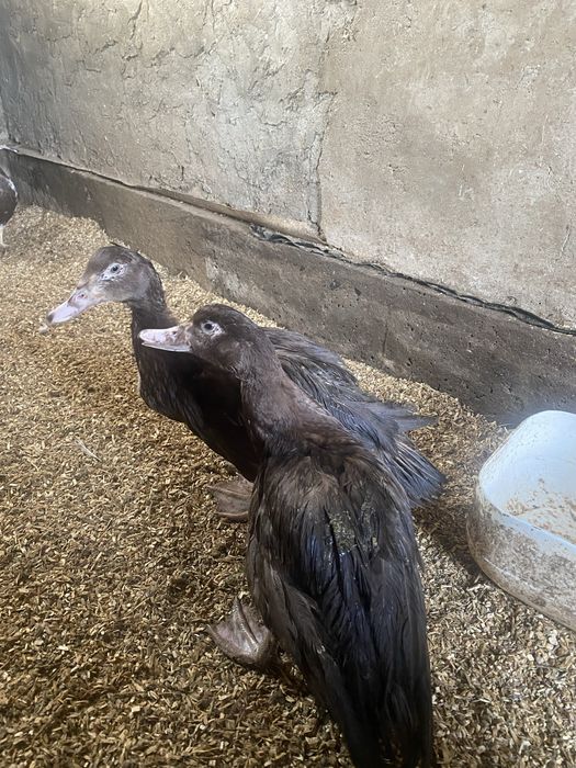 куры, индоутки,Тауық