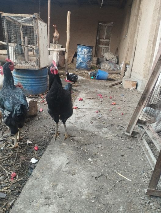 Кора шахзода хурозлари сотилади