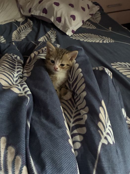 Британский котенок