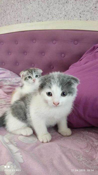 Шотландские котята