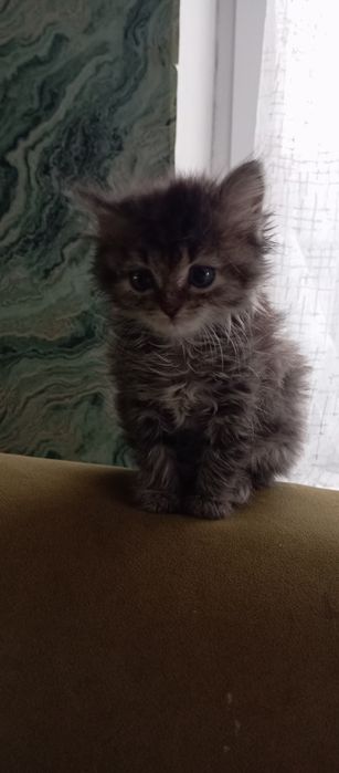 Красивая кошечка (котёнок)