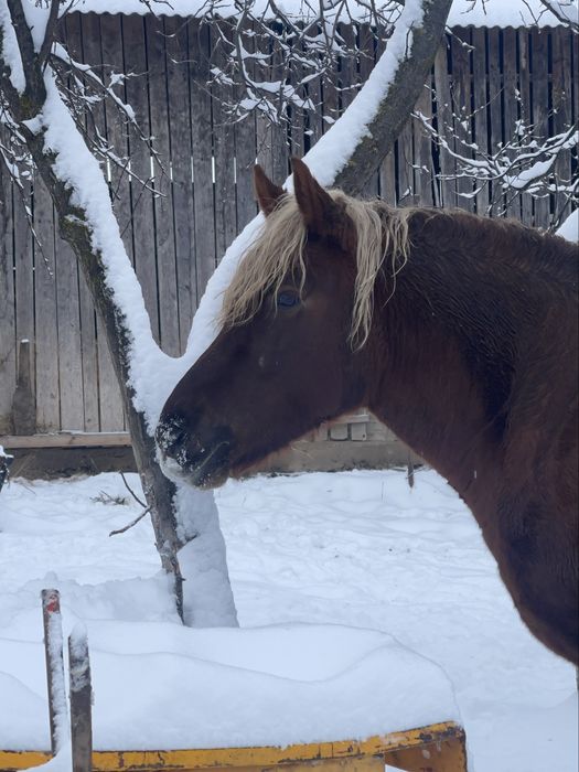 Iapa de vanzare! 7 ani