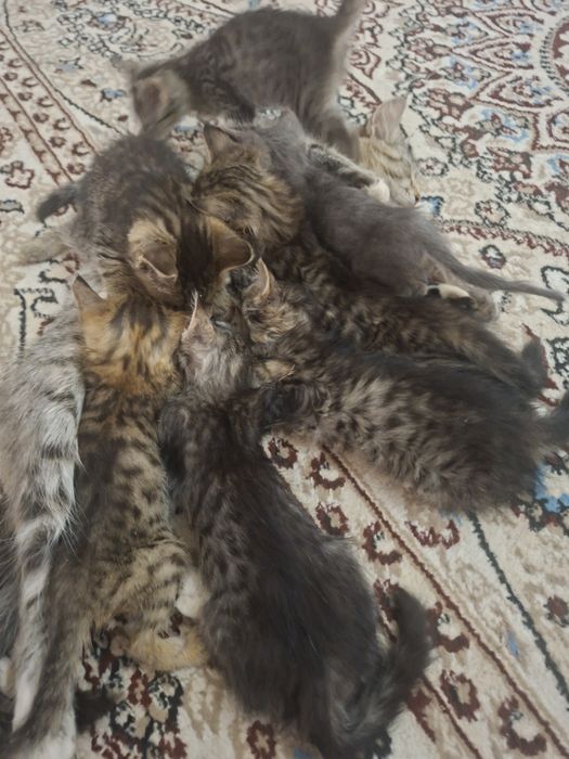В добрые руки бесплатно