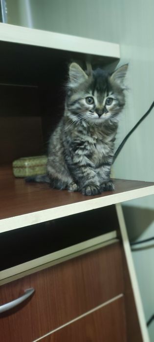 Mushuk sotiladi parodali