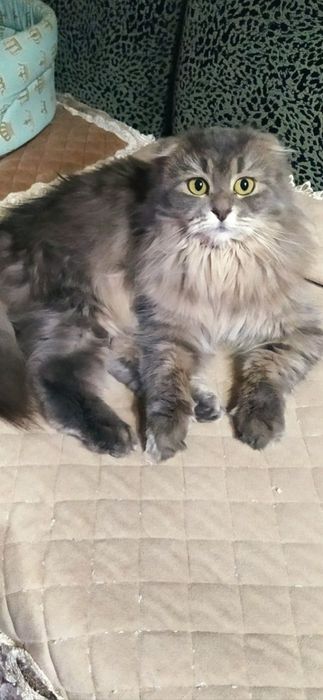 Шотландские малышки