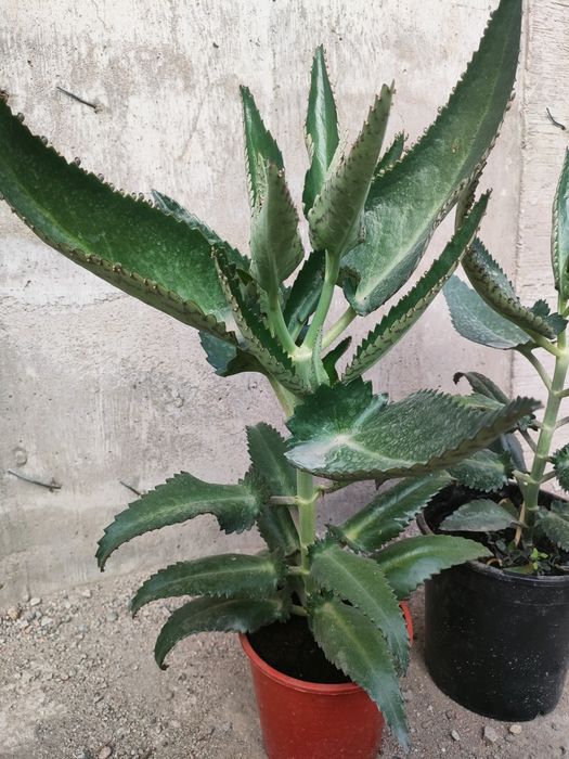 Лечебное каланхоэ, доставка