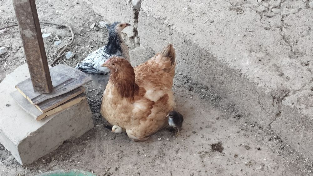 Тауыктар шөже кораз