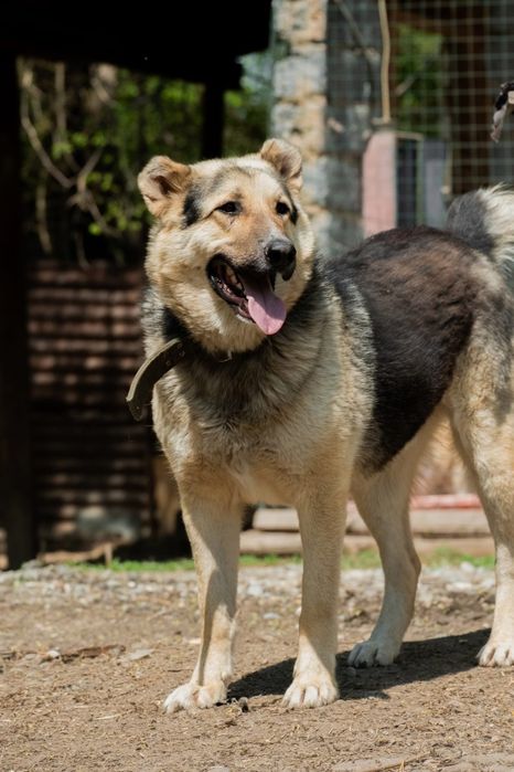 ПороДистые собАчки пОмоГиТе Дом найти