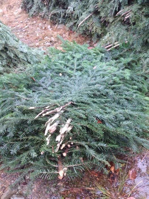 Vând cetina de brad la balot