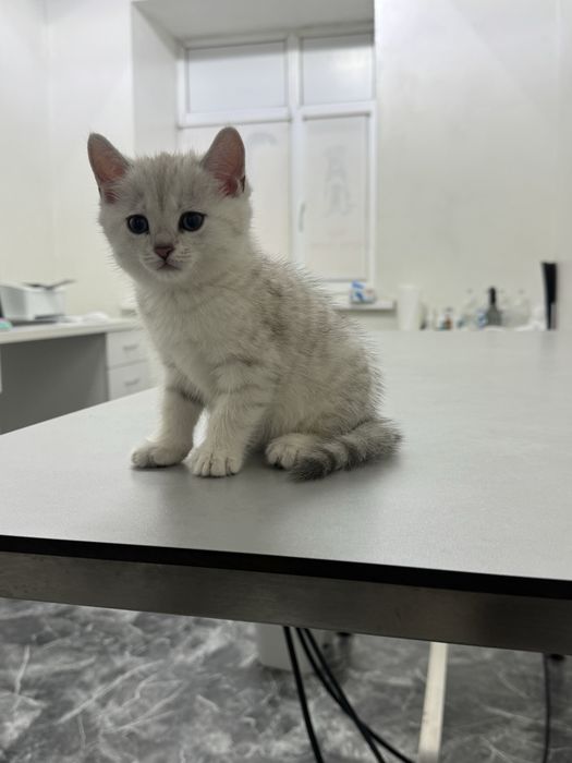 Милые породистые котята