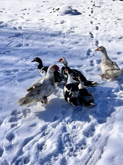 Неми юречки и една крякаща