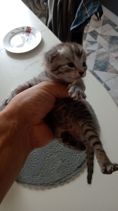 Котята от британки