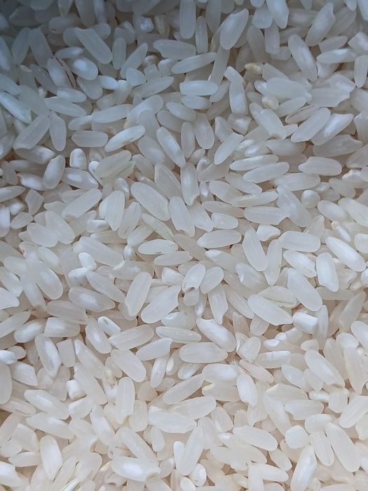 Рис универсальный сорта аланга