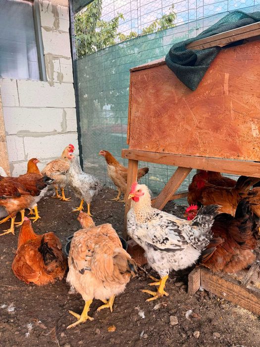 Păsări de carne si oua de vanzare