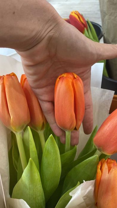Тюльпаны качественный Белорусские