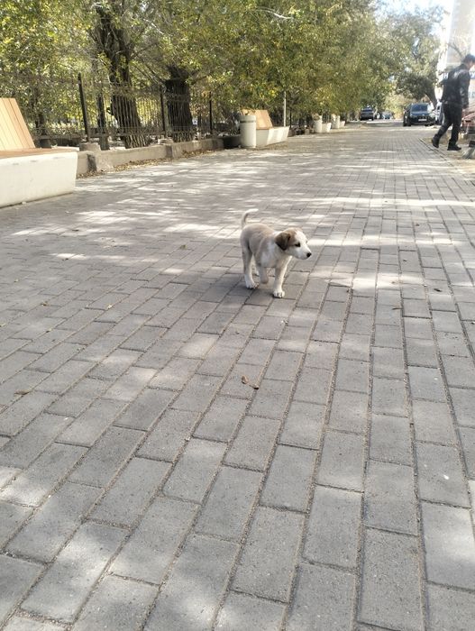 Отдам в добрые руки