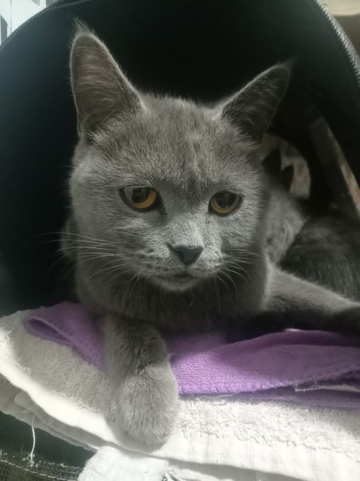 Кошка породистая