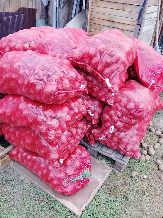 продам картофель