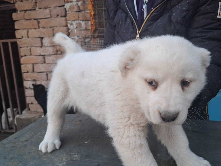 Алабайчета от елитни родители