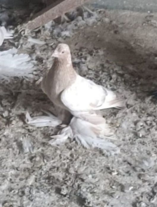 Продам нават самец