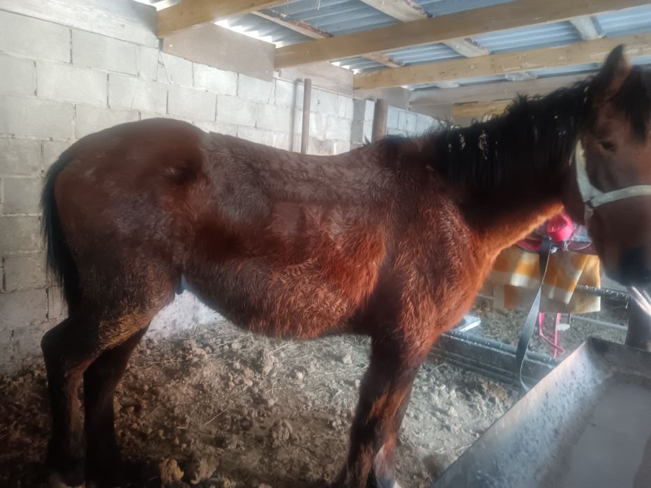 4 жасар полукровка сатылады жуас