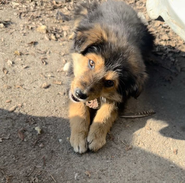 Отдам симпатичных щенков в добрые руки
