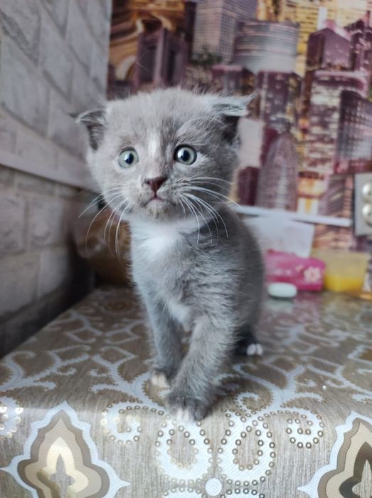 котята веслоухие