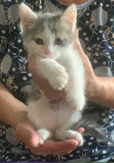 Домашний котенок мальчик.
