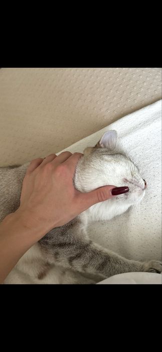 кошка.