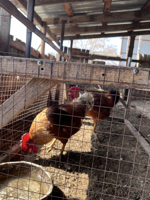 Қораз( петух) сатылады