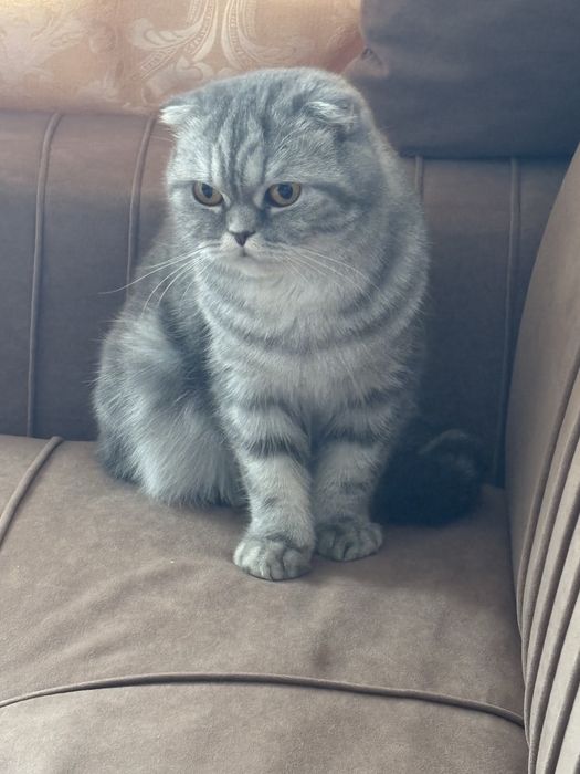 Отдам кошку в добрые руки( девочка)